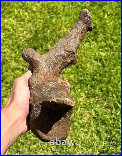 HUGE Triceratops Vertebrae Dinosaur Bone 10.25 Hell Creek Formation Cretaceous