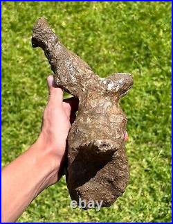 HUGE Triceratops Vertebrae Dinosaur Bone 10.25 Hell Creek Formation Cretaceous