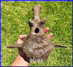 HUGE Triceratops Vertebrae Dinosaur Bone 10.25 Hell Creek Formation Cretaceous