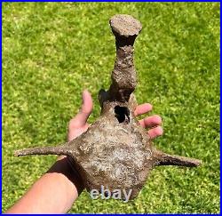 HUGE Triceratops Vertebrae Dinosaur Bone 10.25 Hell Creek Formation Cretaceous