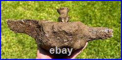 HUGE Triceratops Vertebrae Dinosaur Bone 10.25 Hell Creek Formation Cretaceous