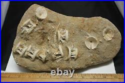 HUGE Vertebrae and Fish bones of Otodus Shark Fossil Khourigba Morocco Eocene