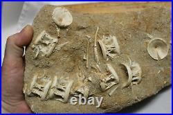 HUGE Vertebrae and Fish bones of Otodus Shark Fossil Khourigba Morocco Eocene