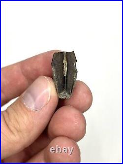 Hadrosaur 0.96 Tooth (likely Gryposaurus) Two Medicine Fm. Teton Co, MT