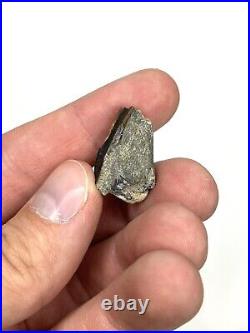 Hadrosaur 0.96 Tooth (likely Gryposaurus) Two Medicine Fm. Teton Co, MT