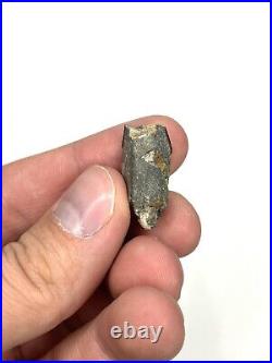 Hadrosaur 0.96 Tooth (likely Gryposaurus) Two Medicine Fm. Teton Co, MT