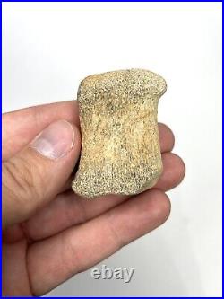 Hadrosaur Dinosaur Carpal (Finger) Bone Fossil Two Medicine Fm Teton Co, MT