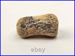 Hadrosaur Phalanx (Finger/Toe) Fossil Bone Judith River Fm. Hill Co, MT