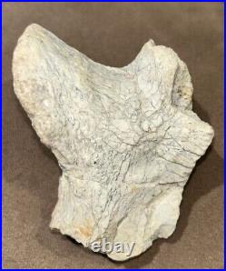 Hell Creek Formation Montana Rare Large Animal Dinosaur Mesozoic Bone Detailed