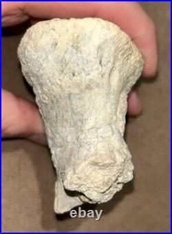 Hell Creek Formation Montana Rare Large Animal Dinosaur Mesozoic Bone Detailed