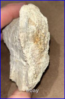 Hell Creek Formation Montana Rare Large Animal Dinosaur Mesozoic Bone Detailed