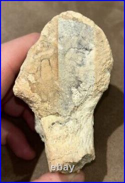 Hell Creek Formation Montana Rare Large Animal Dinosaur Mesozoic Bone Detailed