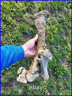 Historic Bison Tibia Leg Bone With Articulated Calcaneous Astragalas And Tarsals