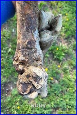 Historic Bison Tibia Leg Bone With Articulated Calcaneous Astragalas And Tarsals