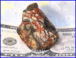 Holistic Healing Dinosaur Gembone Midnight Dragon Fossil Philosophy 114gr