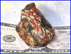 Holistic Healing Dinosaur Gembone Midnight Dragon Fossil Philosophy 114gr