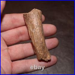 Hollow Raptor Bone Dinosaur Fossil From Hell Creek Formation Late Cretaceous