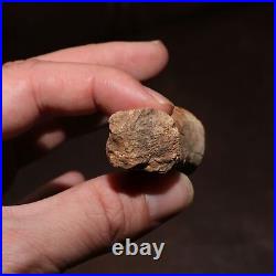 Hollow Raptor Bone Dinosaur Fossil From Hell Creek Formation Late Cretaceous