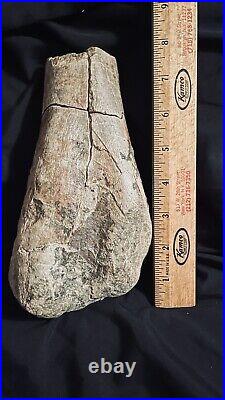 Huge Dinosaur Bone Cretaceous Hadrosaur Ankle, Alberta Canada