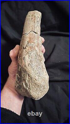 Huge Dinosaur Bone Cretaceous Hadrosaur Ankle, Alberta Canada