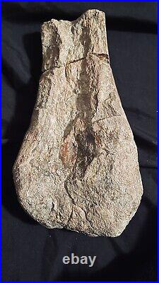 Huge Dinosaur Bone Cretaceous Hadrosaur Ankle, Alberta Canada