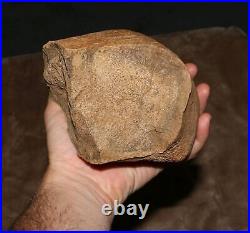 Huge Dinosaur End Bone Authentic Fossil Hell Creek Formation Late Cretaceous