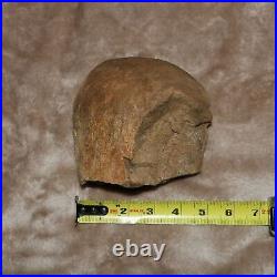 Huge Dinosaur End Bone Authentic Fossil Hell Creek Formation Late Cretaceous