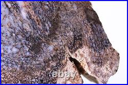 Huge Fossil Dinosaur Polished Blue Gembone 1878 gms Morrison Fm. Utah UT COA5708