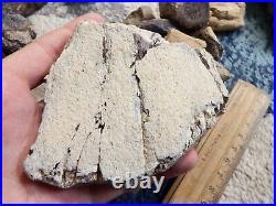 Huge Lot 15 Pounds Cutting Grade Agatized Dinosaur Gem Bone Lot