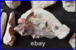 Hyracodon Bones, Fossils Early Rhinoceros, Badlands, Oligocene, S Dakota, R1110