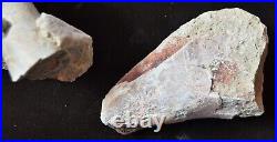 Hyracodon Bones, Fossils Early Rhinoceros, Badlands, Oligocene, S Dakota, R1110