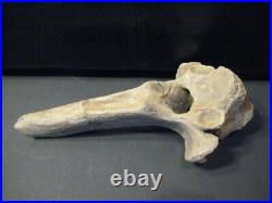 Ice Age Coelodonta antiquitatis vertebral bone -mammoth era fossil-Specimen 1