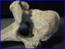 Ice Age Coelodonta antiquitatis vertebral bone -mammoth era fossil-Specimen 1