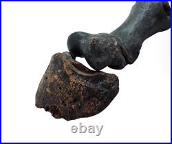 Ice Age Horse Leg / Foot Bone