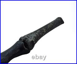 Ice Age Horse Leg / Foot Bone
