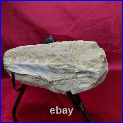 Incredible Extra Rare PLATECARPUS JAW Fossil MOSASAUR SKULL DINOSAUR BONES