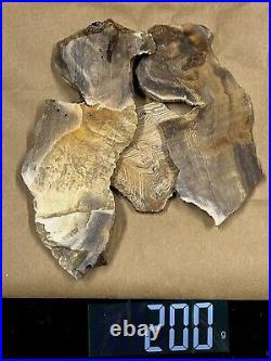 Jewelry Grade Slabs Hells Canyon Herringbone Petrified Wood 200g Great Colors