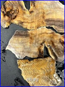 Jewelry Grade Slabs Hells Canyon Herringbone Petrified Wood 200g Great Colors