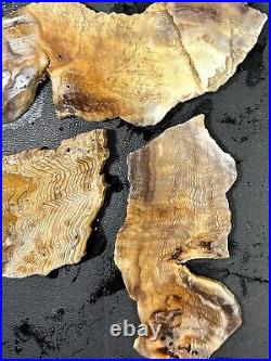 Jewelry Grade Slabs Hells Canyon Herringbone Petrified Wood 200g Great Colors