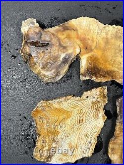 Jewelry Grade Slabs Hells Canyon Herringbone Petrified Wood 200g Great Colors