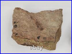 Jurassic 2.3 lb Dinosaur Bone Fossil Bulk Lot Morrison Fm. Big Horn Co, WY