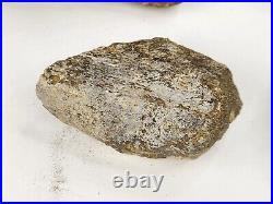 Jurassic 2.3 lb Dinosaur Bone Fossil Bulk Lot Morrison Fm. Big Horn Co, WY