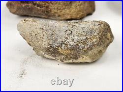 Jurassic 2.3 lb Dinosaur Bone Fossil Bulk Lot Morrison Fm. Big Horn Co, WY