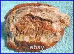 Jurassic Dinosaur Bone Ball Joint Fossil Gembone Crimson & Pearl 208gr-7.3oz