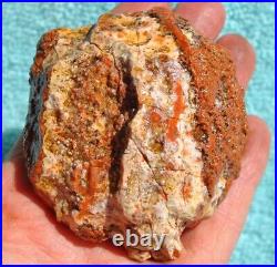 Jurassic Dinosaur Bone Ball Joint Fossil Gembone Crimson & Pearl 208gr-7.3oz