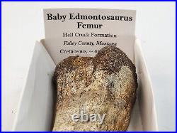 Juvenile Edmontosaurus Dinosaur Femur Fossil Hell Creek Fm. Wibaux Co, MT