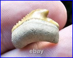 Juvenile Gainesville Posterior Megalodon Shark Tooth Fossil Not Bone Valley