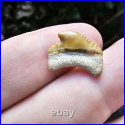 Juvenile Gainesville Posterior Megalodon Shark Tooth Fossil Not Bone Valley