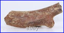 Juvenile Pachycephalosaurus Rib bone pc. 1.92 Hell Creek Montana COA 6228