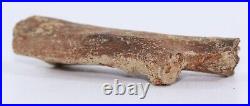 Juvenile Pachycephalosaurus Rib bone pc. 1.92 Hell Creek Montana COA 6228